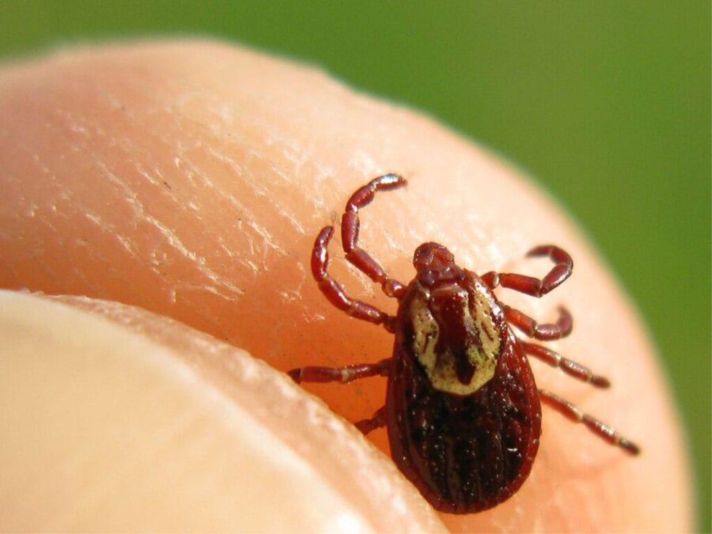 Home Care in Glenolden PA: Tick Season